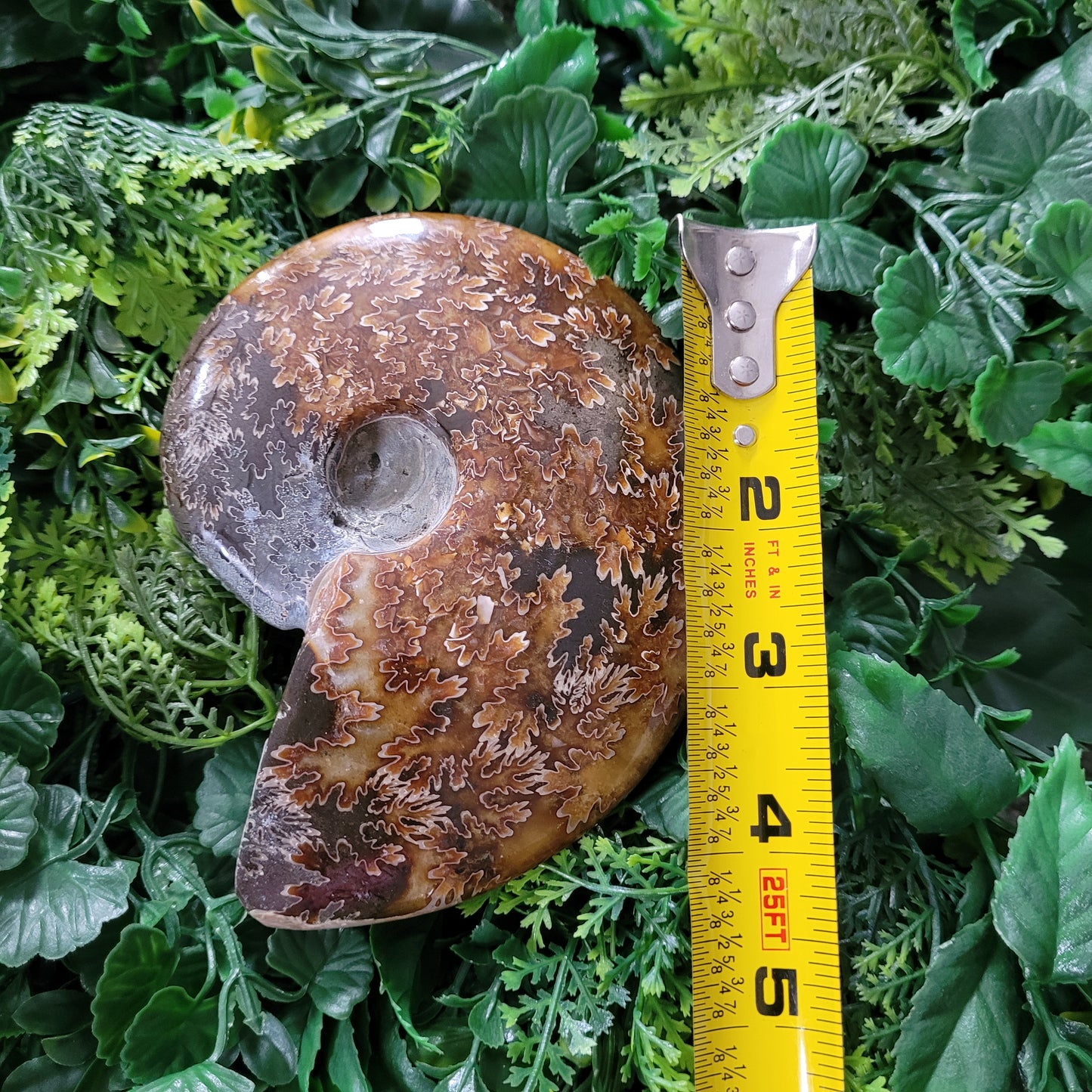 Ammonite Fossil