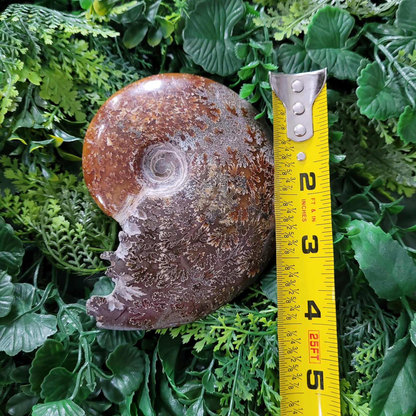 Ammonite Fossil