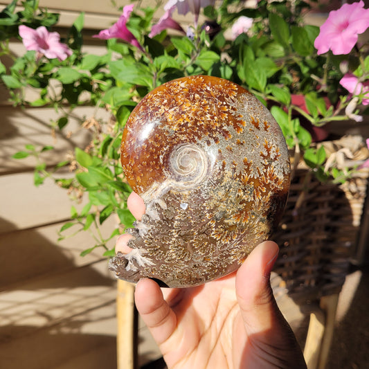 Ammonite Shell Fossil Crystal Specimen