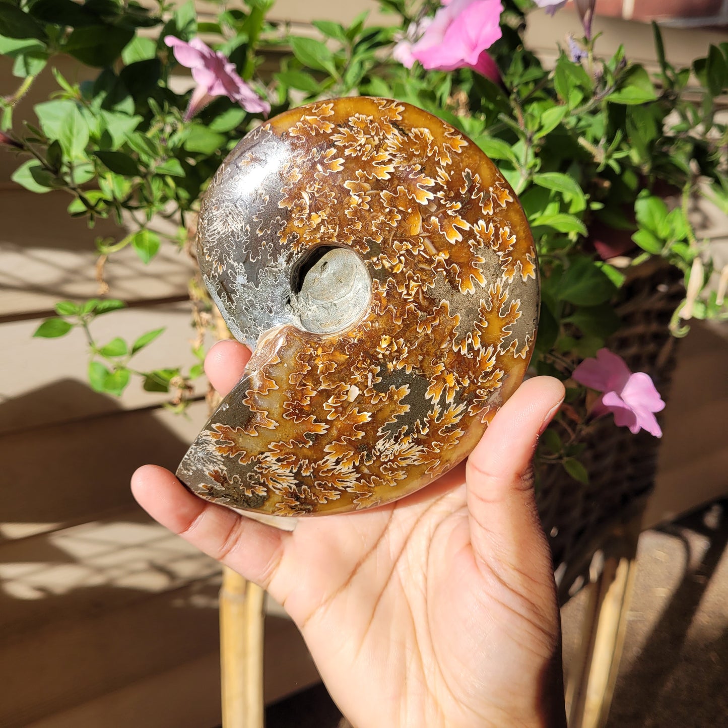 Ammonite Fossil Shell Crystal Specimen