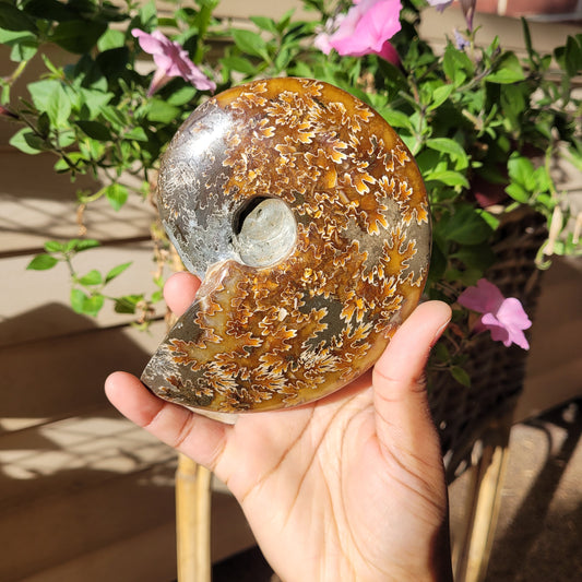 Ammonite Fossil Shell Crystal Specimen