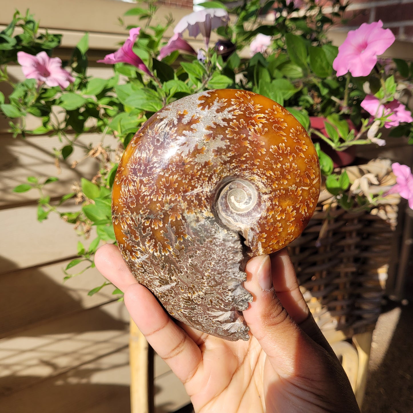 Ammonite Fossil