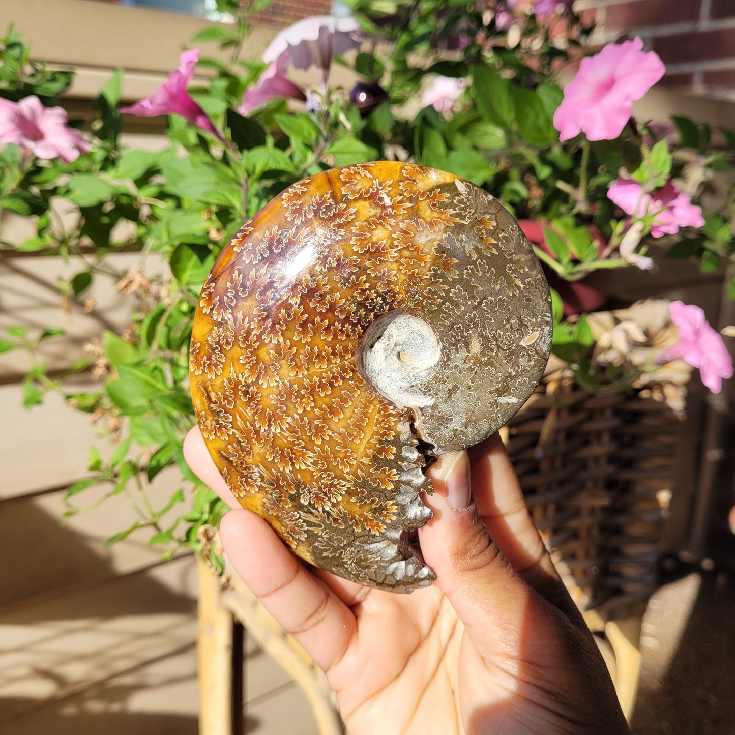 Ammonite Fossil