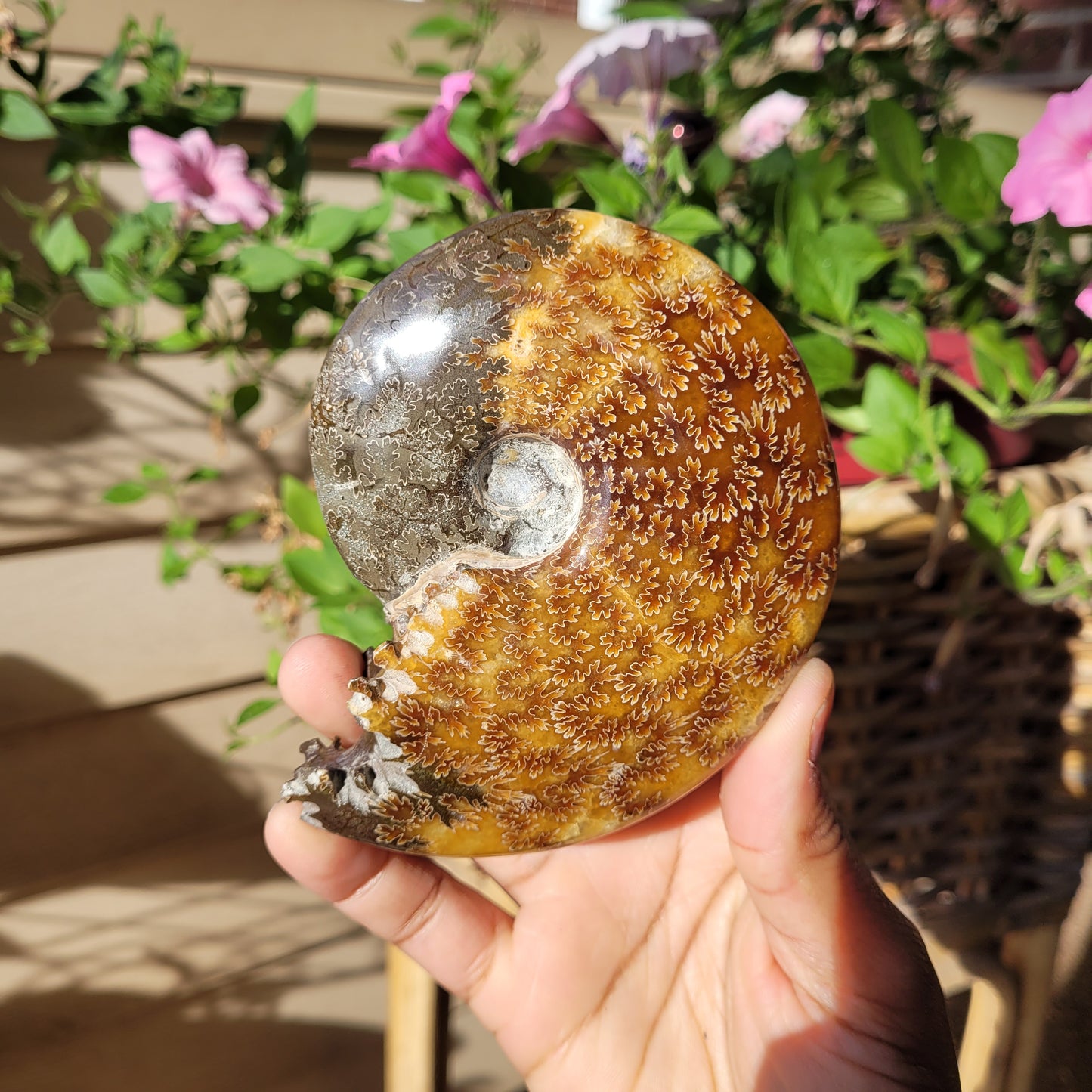 Ammonite Fossil